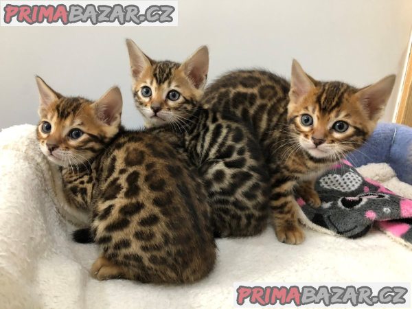 super  bengálská koťata k adopci – fotografie 1