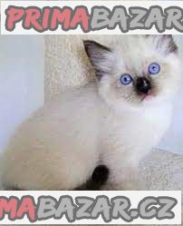 ragdoll koťata k adopci – fotografie 1