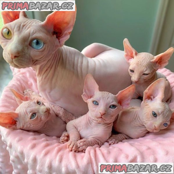 sphynx koťata k adopci . – fotografie 1