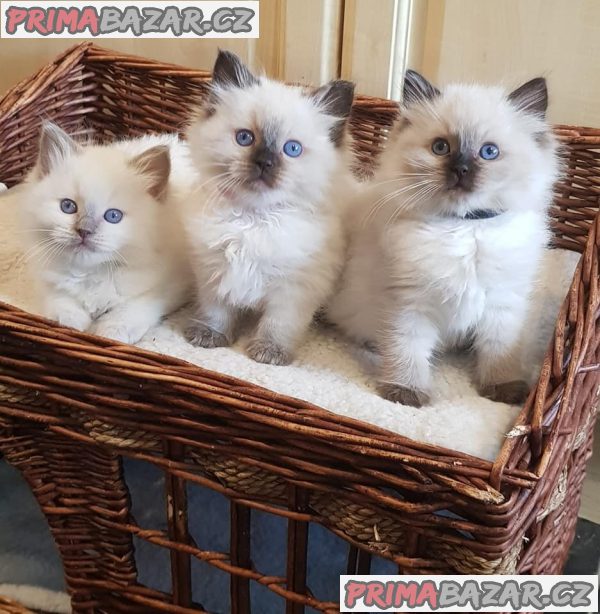 Zdravá koťátka ragdollů a koťátek Hledají nové domovy – fotografie 1