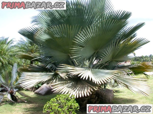 naklíčená semena palma Copernicia baileyana – fotografie 1