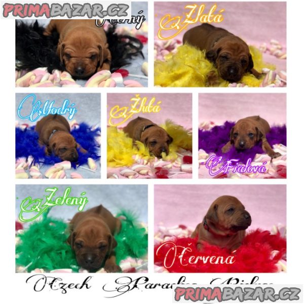 Rhodéský ridgeback s PP – fotografie 1