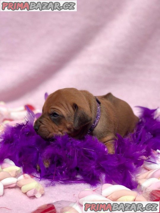 Rhodéský ridgeback s PP – fotografie 4