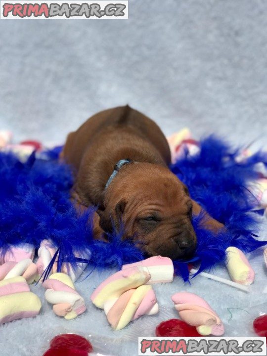 Rhodéský ridgeback s PP – fotografie 5