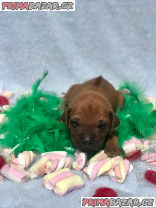 Rhodéský ridgeback s PP – fotografie 6