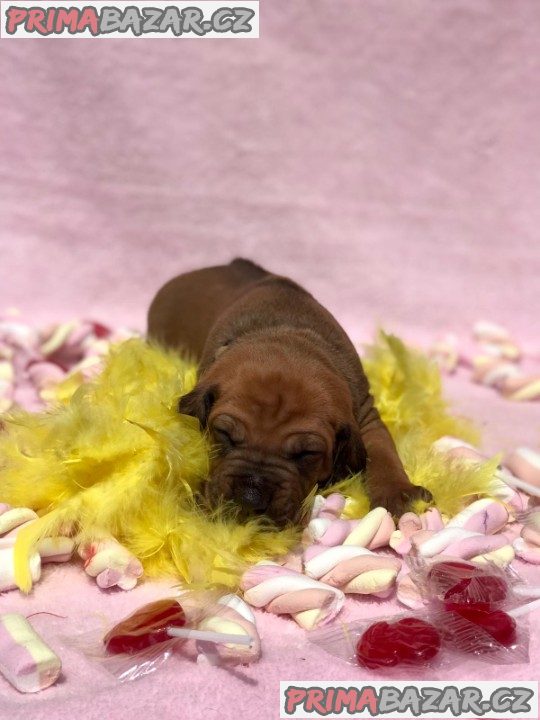 Rhodéský ridgeback s PP – fotografie 7