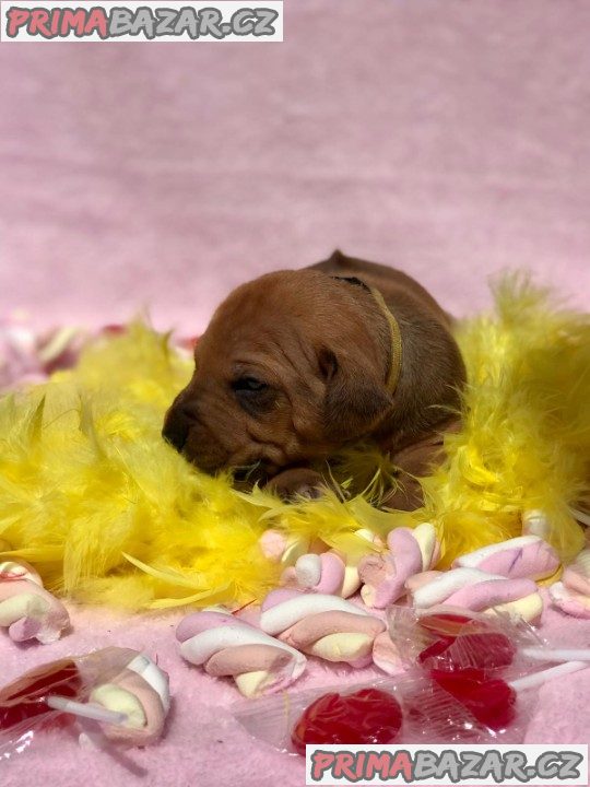 Rhodéský ridgeback s PP – fotografie 8