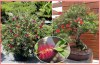 Callistemon citrinus - semena