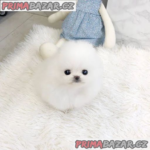 Prodám štěňata čistokrevného šálku pomeranian – fotografie 1