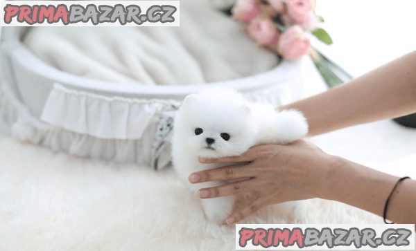 Prodám štěňata čistokrevného šálku pomeranian – fotografie 1