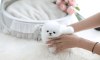 Prodám štěňata čistokrevného šálku pomeranian