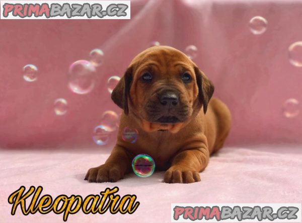 Rhodéský ridgeback s PP – fotografie 2