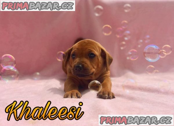 Rhodéský ridgeback s PP – fotografie 3