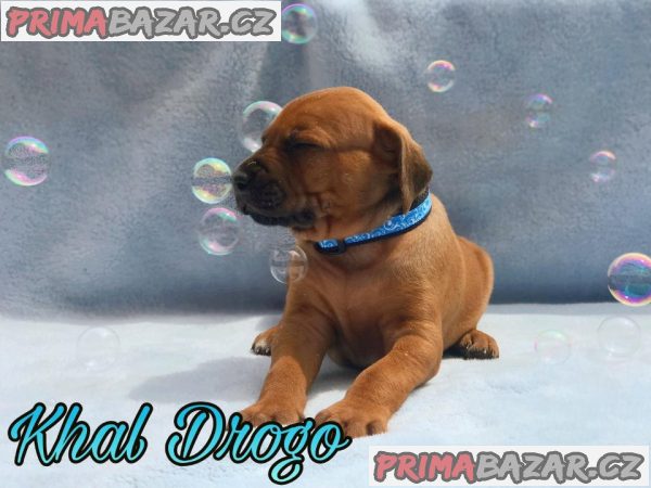 Rhodéský ridgeback s PP – fotografie 4