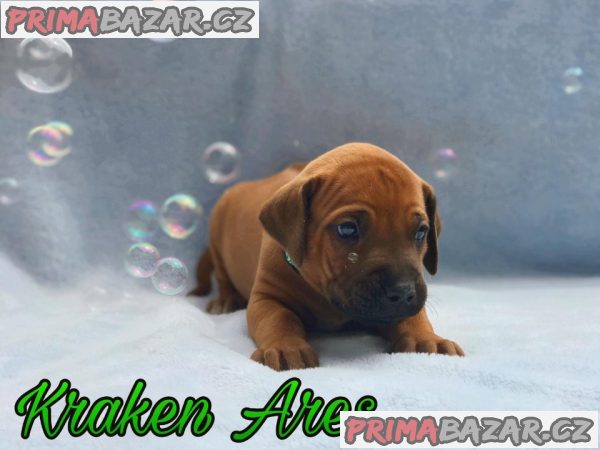 Rhodéský ridgeback s PP – fotografie 5