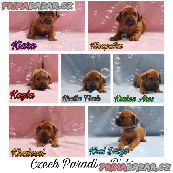 Rhodéský ridgeback s PP – fotografie 6