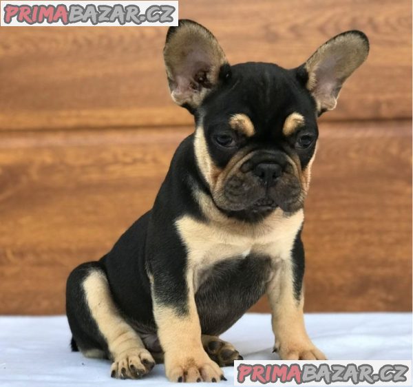 Štěňata francouzského buldočka AKC – fotografie 7