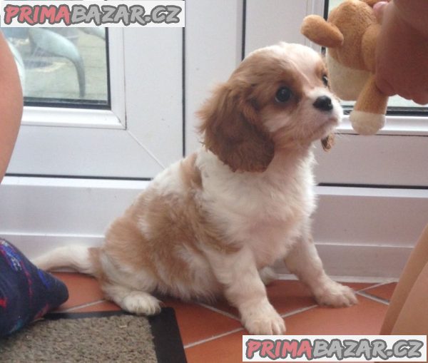 Štěňata kavalír King Charles španěl – fotografie 2
