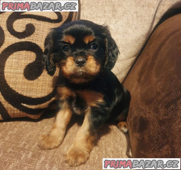Štěňata kavalír King Charles španěl – fotografie 5