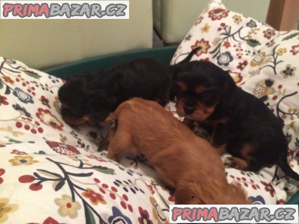 Štěňata kavalír King Charles španěl – fotografie 7