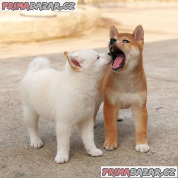 Štěňata Shiba Inu. – fotografie 1