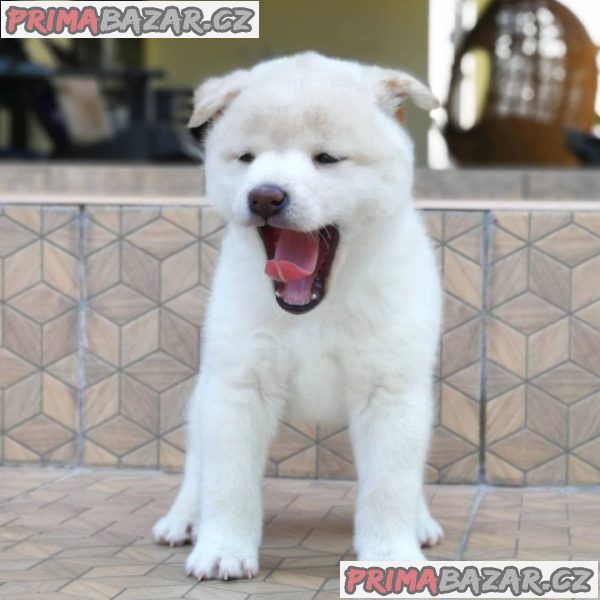 Štěňata Shiba Inu. – fotografie 3