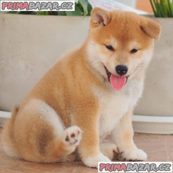 Štěňata Shiba Inu. – fotografie 4