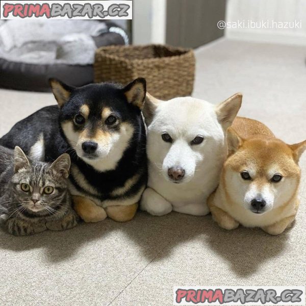 Štěňata Shiba Inu. – fotografie 6