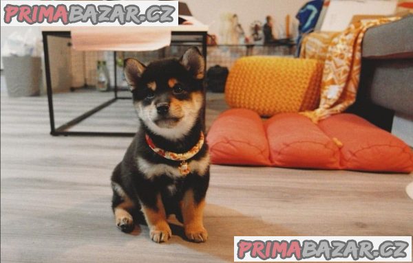 Štěňata Shiba Inu. – fotografie 7