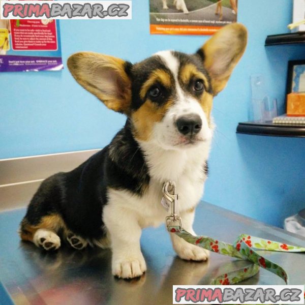 Pembroke Welsh Corgi Pembroke štěňata – fotografie 1