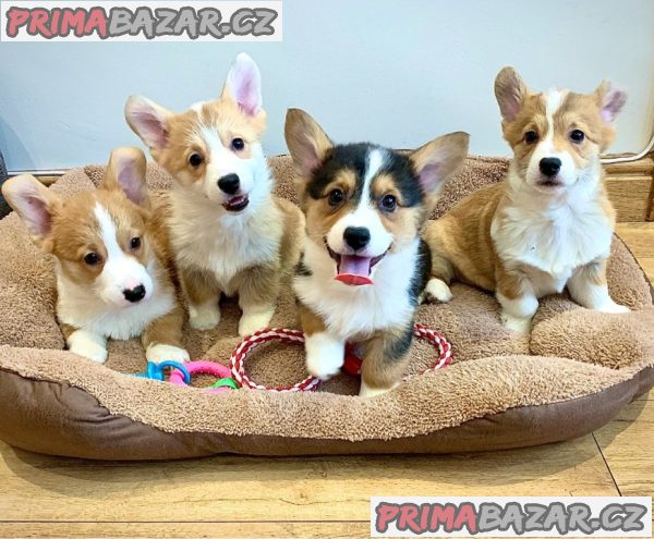 Pembroke Welsh Corgi Pembroke štěňata – fotografie 10