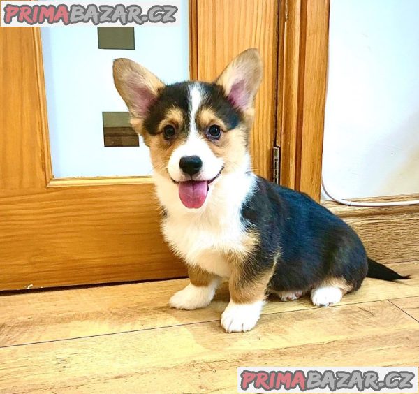 Pembroke Welsh Corgi Pembroke štěňata – fotografie 2