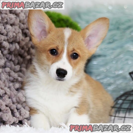 Pembroke Welsh Corgi Pembroke štěňata – fotografie 4