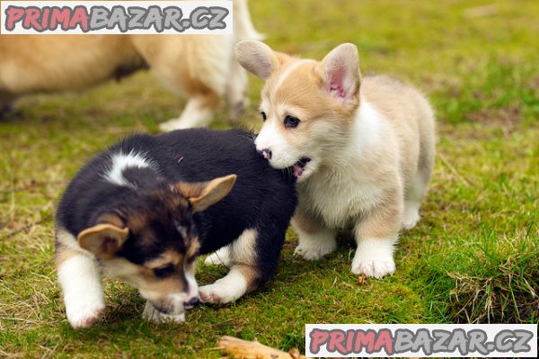 Pembroke Welsh Corgi Pembroke štěňata – fotografie 5