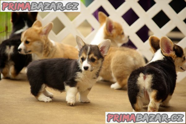 Pembroke Welsh Corgi Pembroke štěňata – fotografie 6