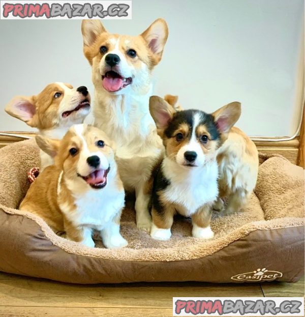 Pembroke Welsh Corgi Pembroke štěňata – fotografie 8