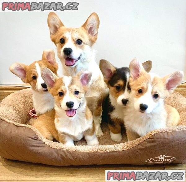 Pembroke Welsh Corgi Pembroke štěňata – fotografie 9