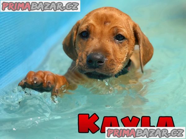 Rhodéský ridgeback s PP – fotografie 1