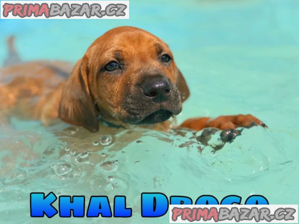 Rhodéský ridgeback s PP – fotografie 3