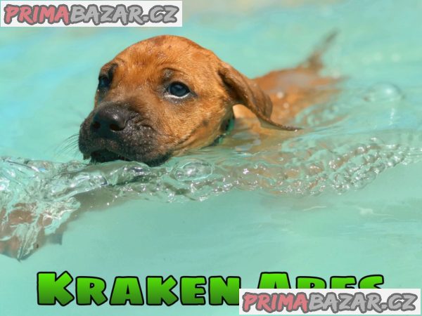 Rhodéský ridgeback s PP – fotografie 4