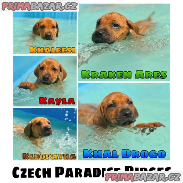 Rhodéský ridgeback s PP – fotografie 5