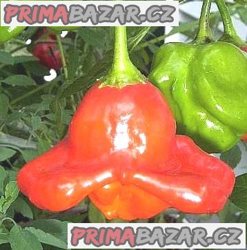 Chilli Bishop's Crown - semena – fotografie 1