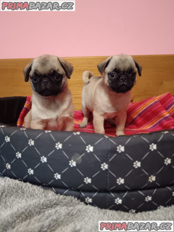 Mops – fotografie 1