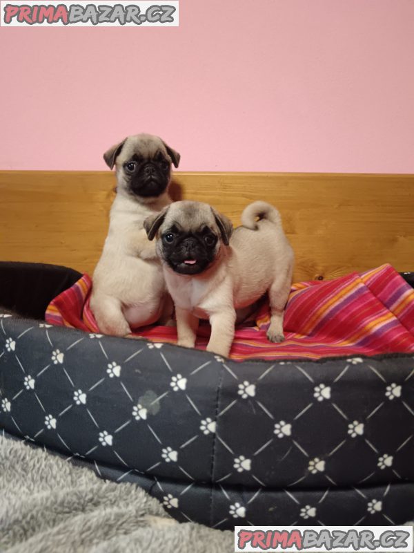 Mops – fotografie 2