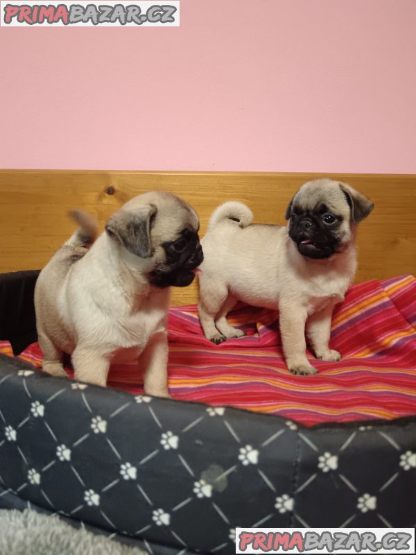 Mops – fotografie 3