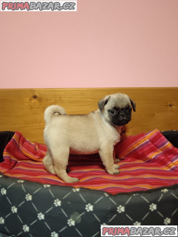 Mops – fotografie 4
