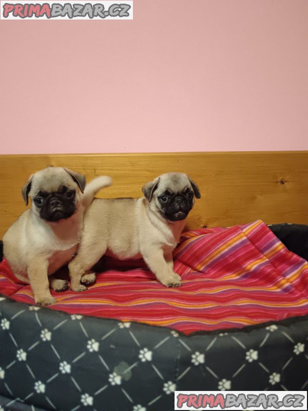 Mops – fotografie 5