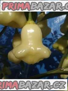 Chilli Aji white fantasy - semena – fotografie 1
