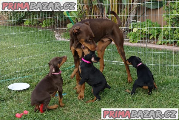 štěňata dobrmana na prodej – fotografie 2