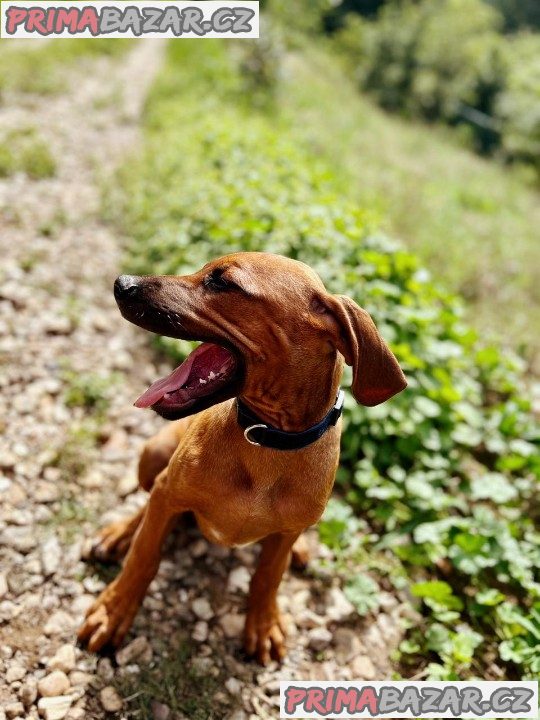 štěně Rhodéský ridgeback s PP – fotografie 1